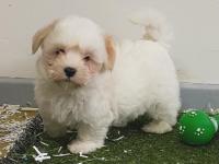 Coton de Tulear