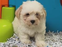 Coton de Tulear