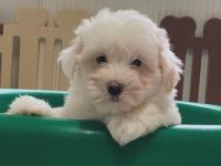 Coton de Tulear