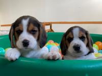 Beagles