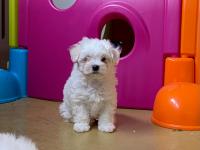 Bichon Maltais