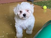 Bichon Maltais