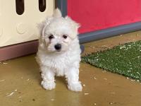 Bichon Maltais