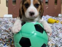 Beagle