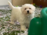 Bichon Maltais 