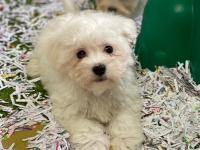 Bichon Maltais