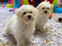 Bichon Maltais