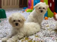 Bichon Maltais 