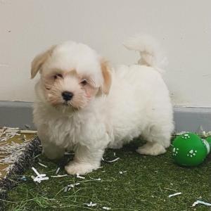 Coton de Tulear