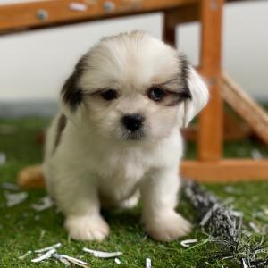 Lhassa Apso